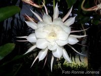 Epiphyllum oxypetalum Nattens Prinsessa